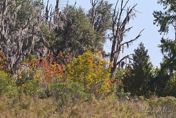 Autumn Woodland La Chua Trail Paynes Prairie Florida Wild Nature Landscape Leigh Wax