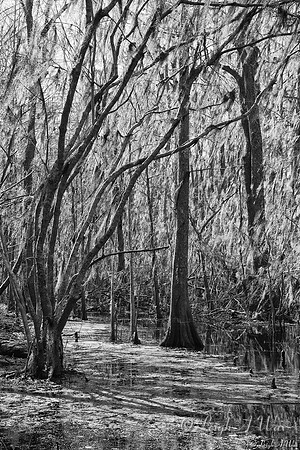 Cypress  Spanish Moss  Paynes Prairie Florida Wild Nature Landscape Leigh Wax