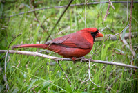 9845-cardinal.