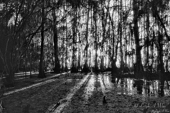 Cypress Swamp  Lake Pithlachocco Florida Wild Nature Landscape Leigh Wax