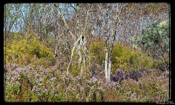 Carolina AsterDog Fennel-Willow-Cones Dike Florida Wild Nature Landscape Leigh Wax