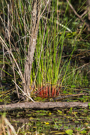 La Chua Trail Paynes Prairie Florida Wild Nature Landscape Leigh Wax