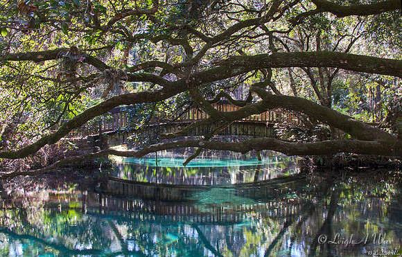 Juniper Springs Bridge Florida Wild Nature Landscape Leigh Wax