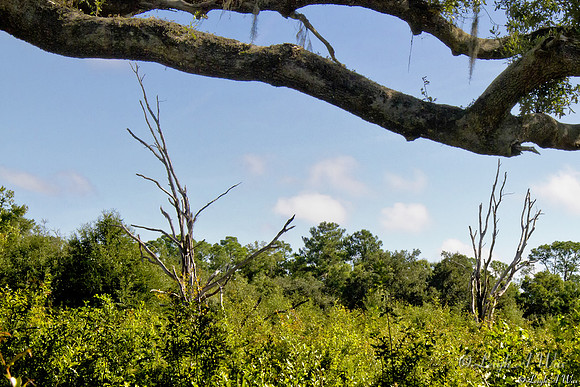 Chacala Trail Paynes Prairie Florida Wild Nature Landscape Leigh Wax