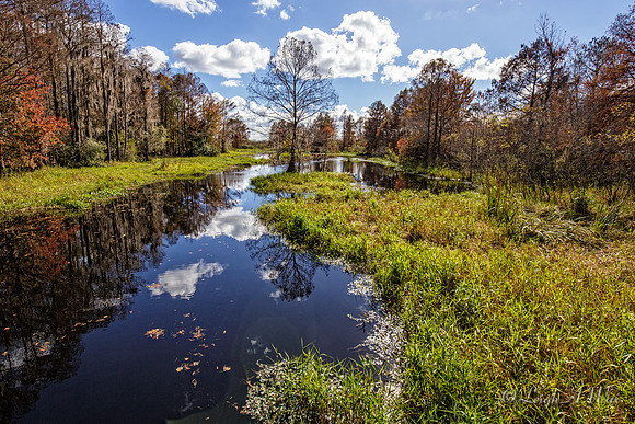 River Styx Florida Wild Nature Landscape Leigh Wax