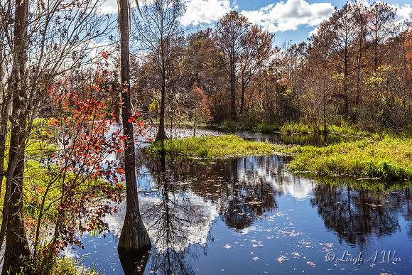 River Styx Florida Wild Nature Landscape Leigh Wax