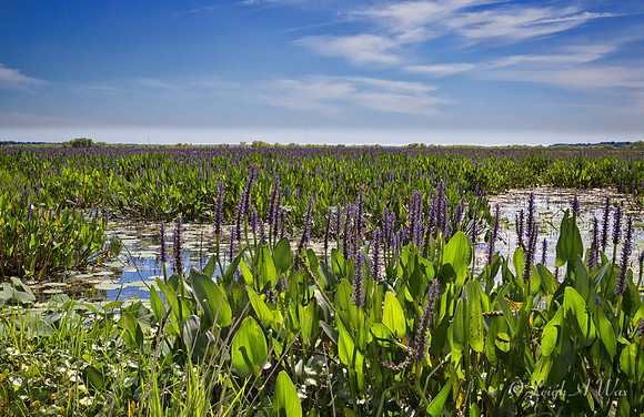 La Chua Trail Paynes Prairie Florida Wild Nature Landscape Leigh Wax
