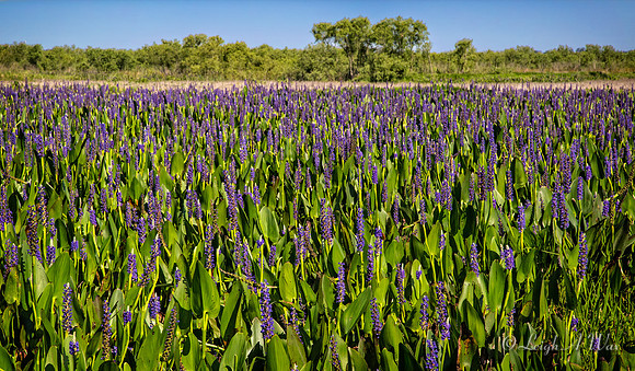 La Chua Trail Paynes Prairie Florida Wild Nature Landscape Leigh Wax