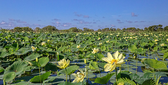 La Chua Trail Paynes Prairie Florida Wild Nature Landscape Leigh Wax