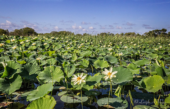 La Chua Trail Paynes Prairie Florida Wild Nature Landscape Leigh Wax