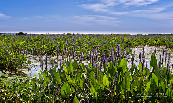 La Chua Trail Paynes Prairie Florida Wild Nature Landscape Leigh Wax