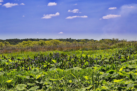 La Chua Trail Paynes Prairie Florida Wild Nature Landscape Leigh Wax