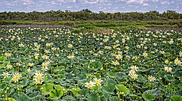 La Chua Trail Paynes Prairie Florida Wild Nature Landscape Leigh Wax
