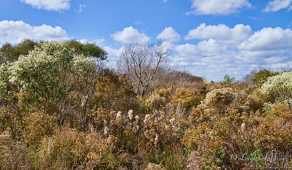 La Chua Trail Paynes Prairie Florida Wild Nature Landscape Leigh Wax