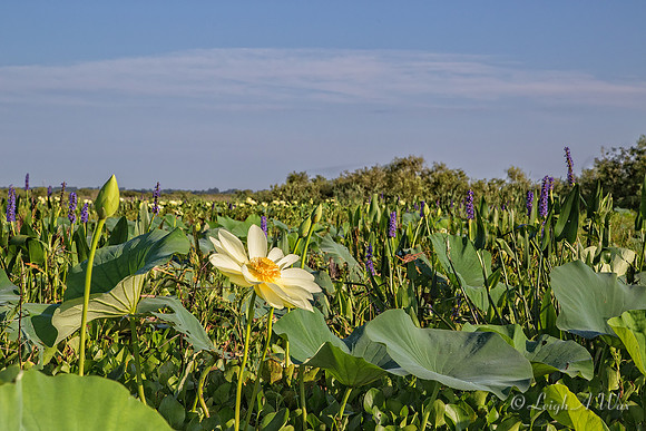 La Chua Trail Paynes Prairie Florida Wild Nature Landscape Leigh Wax