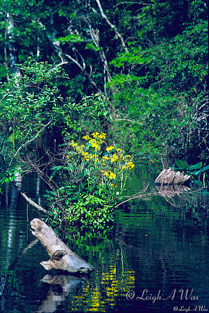 Black River-Log Flowers Florida Wild Nature Landscape Leigh Wax