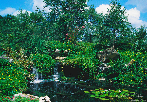 Kanapaha Gardens Falls Floral Florida Wild Nature Landscape Leigh Wax