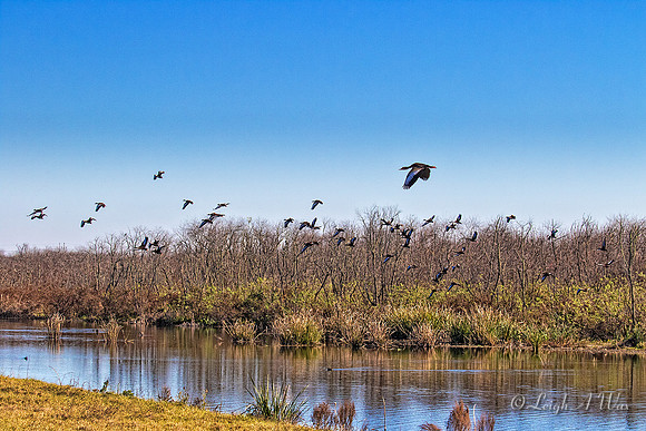 Sweetwater Wetland Florida Wild Nature Landscape Leigh Wax