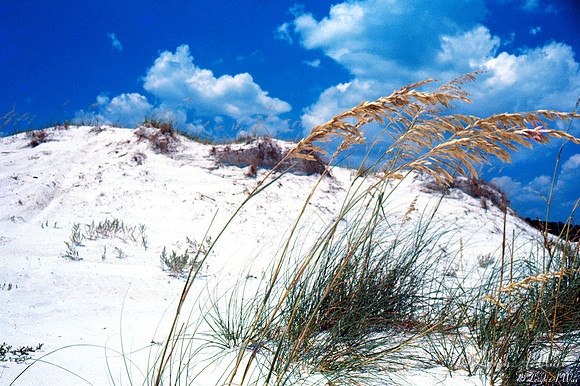 Beach Dunes Florida Wild Nature Landscape Leigh Wax