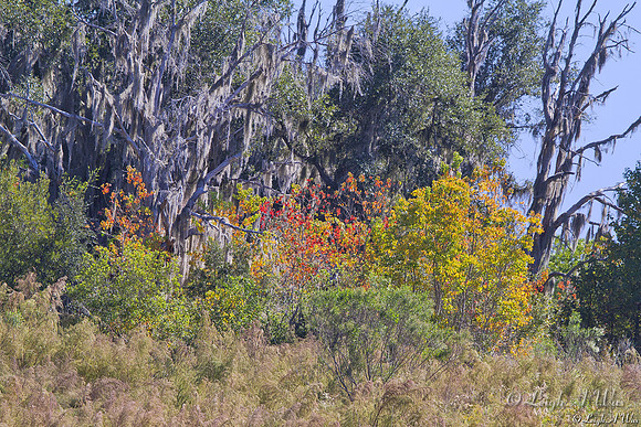 Autumn Woodland La Chua Trail Paynes Prairie Florida Wild Nature Landscape Leigh Wax