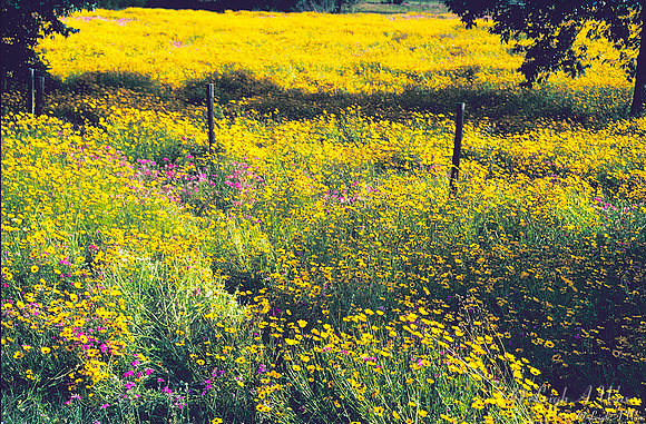 Wild Flowers Fort White Florida Wild Nature Landscape Leigh Wax