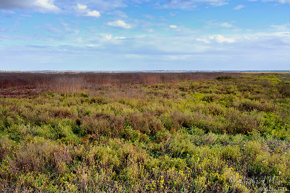La Chua Trail Paynes Prairie Florida Wild Nature Landscape Leigh Wax