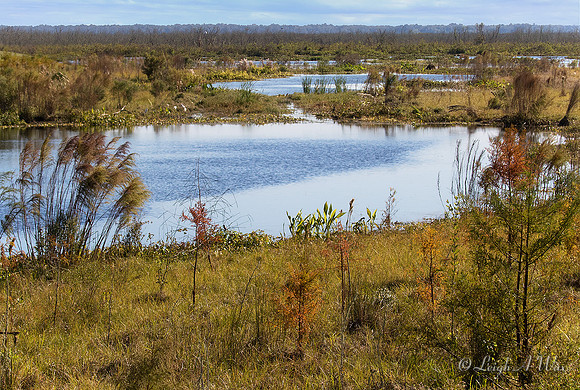 Sweetwater Wetland Florida Wild Nature Landscape Leigh Wax