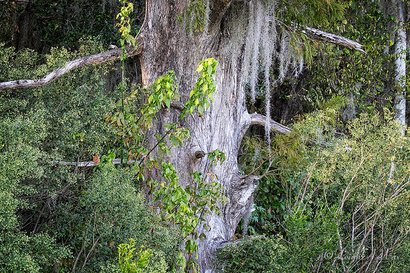 Woodland Cypress Sweetwater Wetland Florida Wild Nature Landscape Leigh Wax