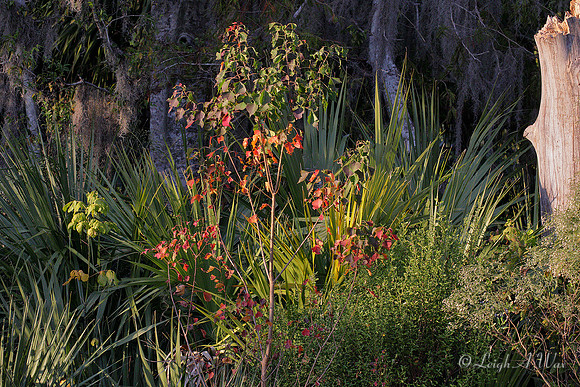 Autumn Woodland Sweetwater Wetland Florida Wild Nature Landscape Leigh Wax