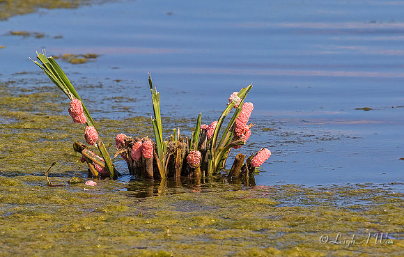 Apple Snail Eggs Sweetwater Wetland Florida Wild Nature Landscape Leigh Wax