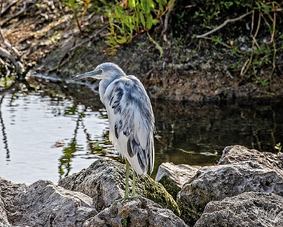 5080-Little Blue Heron. ~  Morphing from White to adult Blue..