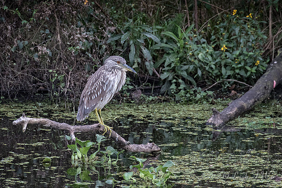 3707-Juvinile Night Heron.