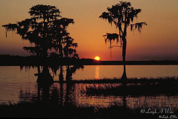 Sunset Lake Santa Fe Florida Wild Nature Landscape Leigh Wax