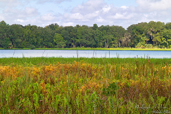 Chacala Pond Paynes Prairie Florida Wild Nature Landscape Leigh Wax