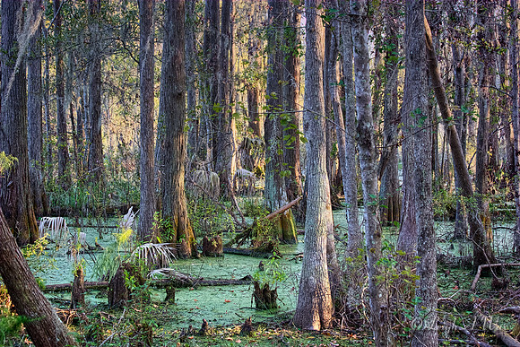 Cypress Wetland Lake Pithlachocco Florida Wild Nature Landscape Leigh Wax