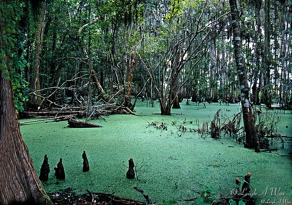 Cypress Swamp Lake Pithlachocco Florida Wild Nature Landscape Leigh Wax