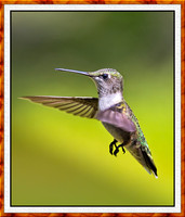 1463-F-M-Hummer