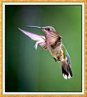 1266-F-M-Hummer