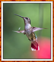 1263-F-M-Hummer