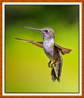 1464-F-M-Hummer