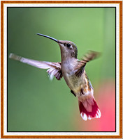 1265-F-M-Humme