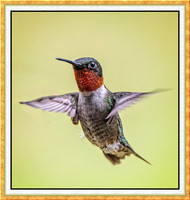 1886-M-Hummer