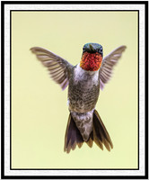 "THOSE RED-NECKS & THEIR LADIES ARE BACK IN TOWN." RUBY THROATED HUMMINGBIRDS