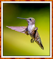 1470-F-M-Hummer