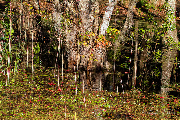 Barr Hammock Micanopy Florida Wild Nature Landscape Leigh Wax