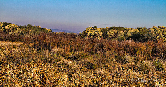 Autumn morning La Chua Trail Paynes Prairie Florida Wild Nature Landscape Leigh Wax