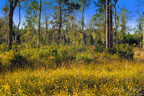 Cross creek Hammock Florida Wild Nature Landscape Leigh Wax