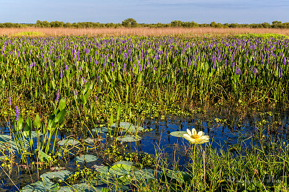 La Chua Trail Paynes Prairie Florida Wild Nature Landscape Leigh Wax