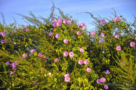 Wild Morning Glory La Chua Trail Paynes Prairie Florida Wild Nature Landscape Leigh Wax