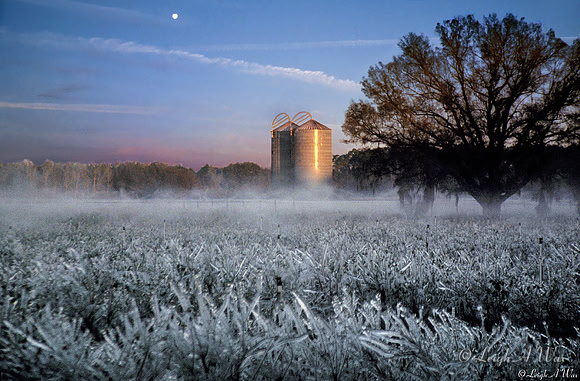 Blueberry Field  Winters Dawn Florida Wild Nature Landscape Leigh Wax